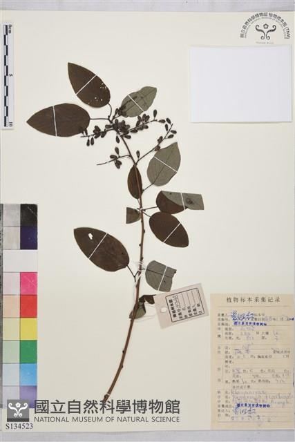 多花勾兒茶, 多花黃鱔藤藏品圖，第1張