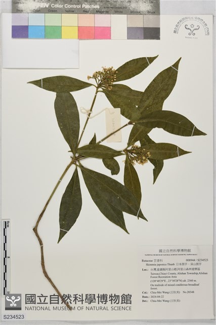 日本茵芋，深山茵芋藏品圖，第1張