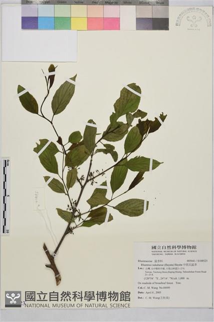 中原氏鼠李藏品圖，第1張