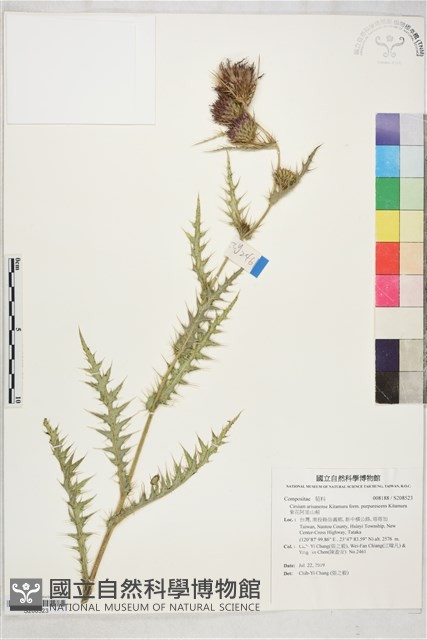 紫花阿里山薊藏品圖，第1張