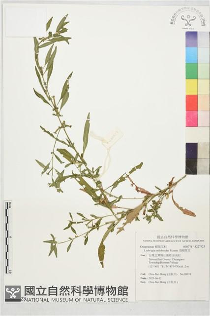 假柳葉菜藏品圖，第1張