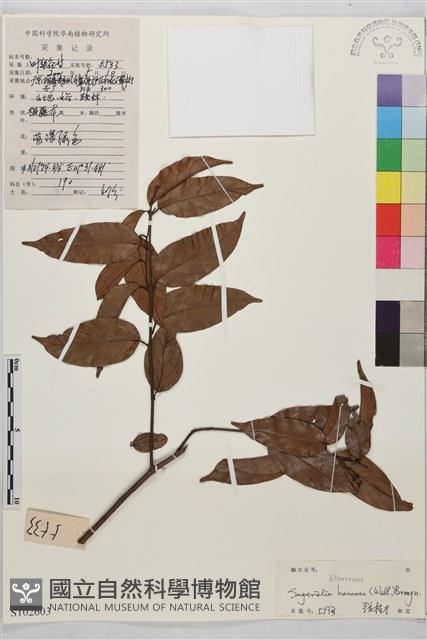 鉤狀雀梅藤, 巒大雀梅藤藏品圖，第1張