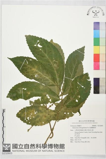 長圓樓梯草藏品圖，第1張