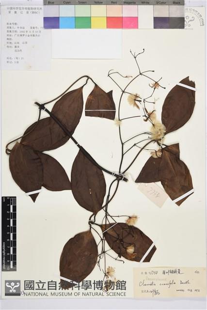 厚葉鐵線蓮藏品圖，第1張