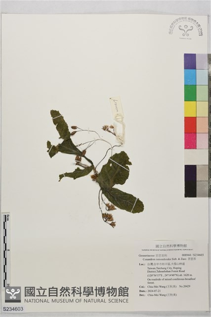 苦苣苔藏品圖，第1張
