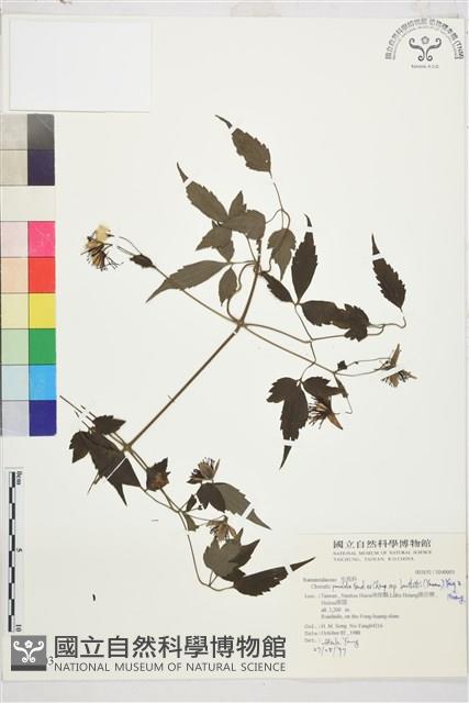 巴氏鐵線蓮藏品圖，第2張