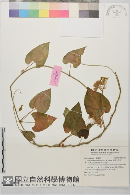薄葉牛皮消藏品圖，第1張