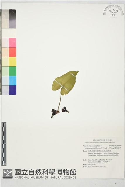 罈花細辛藏品圖，第1張