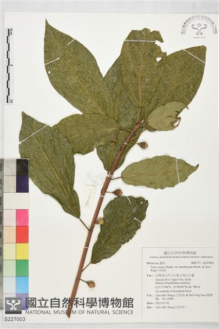 牛乳榕藏品圖，第1張