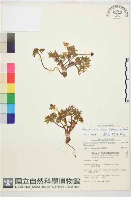 森氏毛茛、長柄毛茛藏品圖，第1張