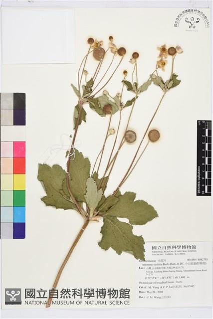 小白頭翁、野棉花藏品圖，第1張