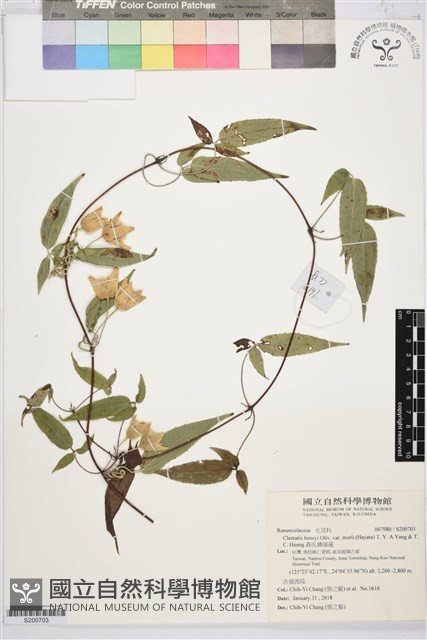 森氏鐵線蓮藏品圖，第1張