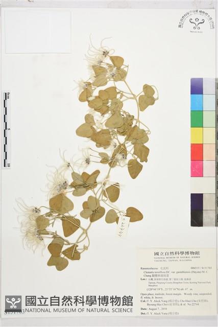 鵝鑾鼻鐵線蓮藏品圖，第1張