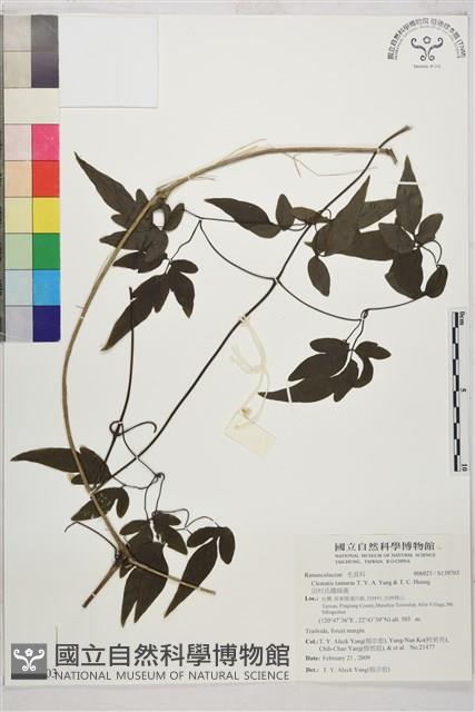 田村氏鐵線蓮藏品圖，第1張