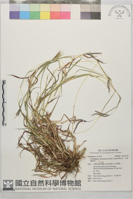 雙花草、印度藍莖草藏品圖，第1張