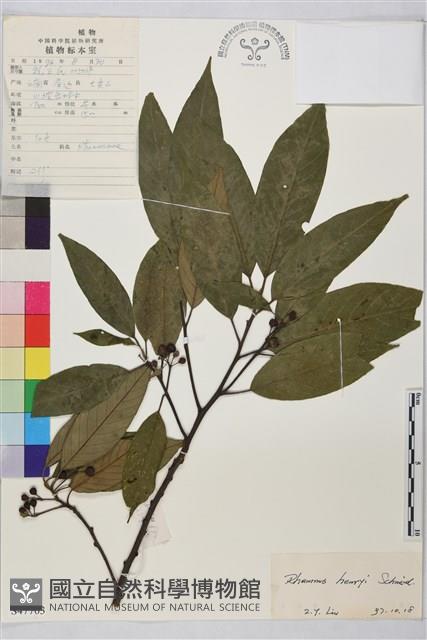 毛葉鼠李藏品圖，第1張