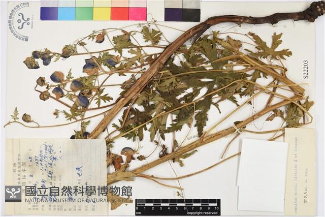 擬康定烏頭藏品圖，第1張