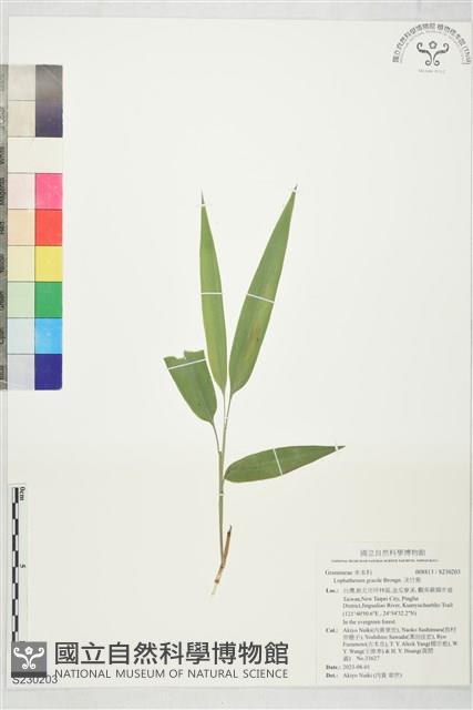 淡竹葉藏品圖，第1張