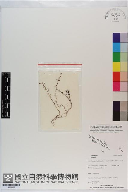 登錄號:S201203藏品圖，第1張