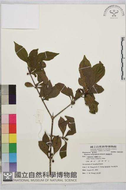 鉤齒鼠李藏品圖，第1張