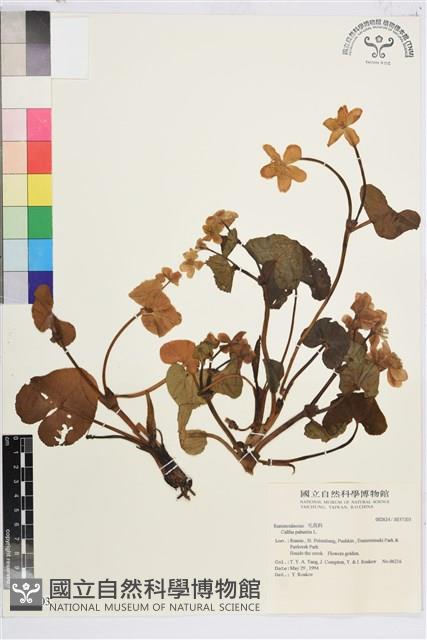 驢蹄草藏品圖，第1張