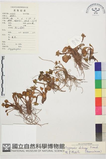 脫萼鴉跖花藏品圖，第1張