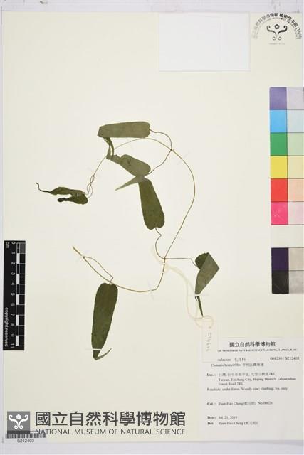 亨利氏鐵線蓮藏品圖，第1張