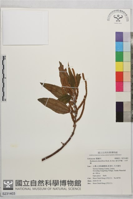 密花苧麻、木苧麻藏品圖，第1張