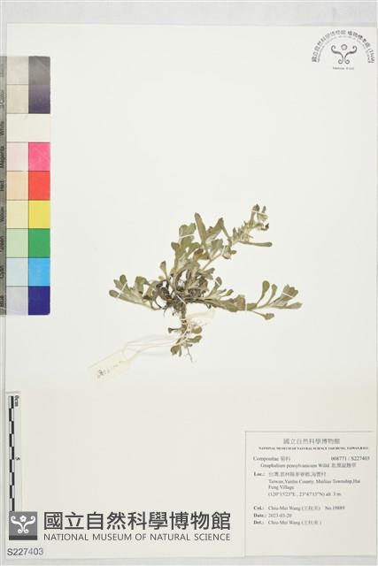 匙葉鼠麴草藏品圖，第1張