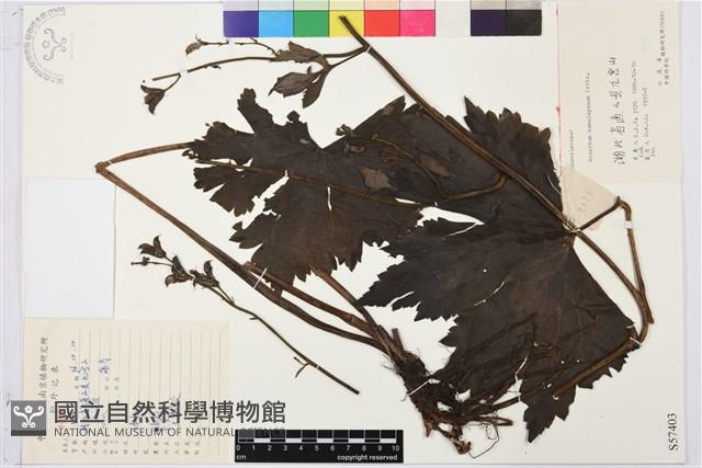 瓜葉烏頭藏品圖，第1張