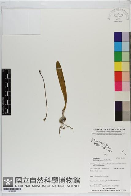 閉花八粉蘭藏品圖，第1張