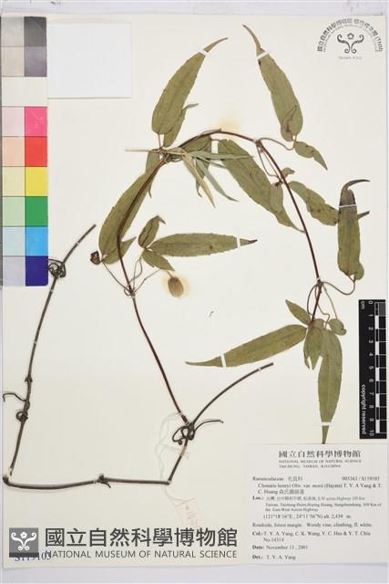 森氏鐵線蓮藏品圖，第1張