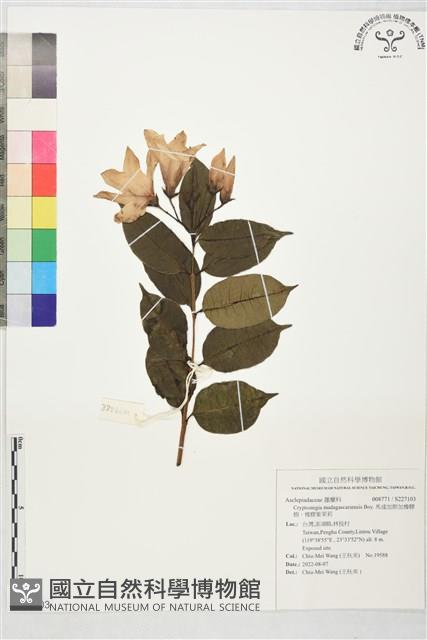 馬達加斯加橡膠樹、橡膠紫茉莉藏品圖，第1張