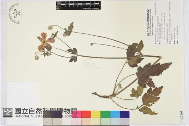 打破碗花花藏品圖，第1張