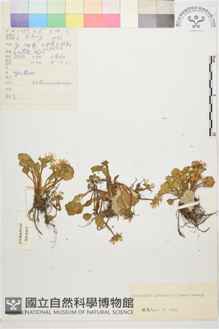鴉跖花藏品圖，第1張