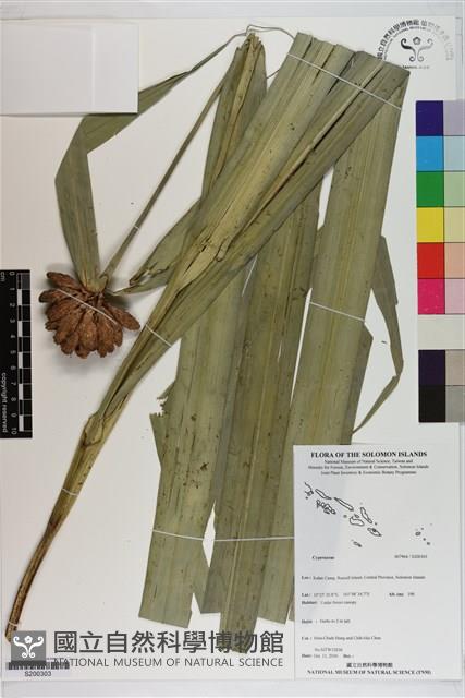 登錄號:S200303藏品圖，第1張