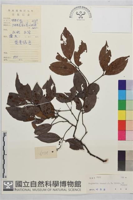 梗花雀梅藤藏品圖，第1張