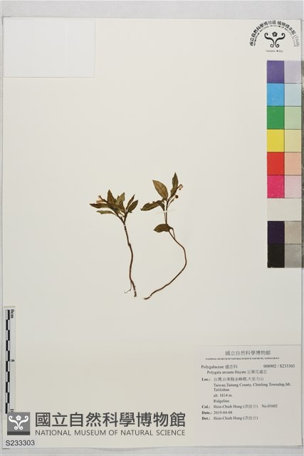 巨葉花遠志藏品圖，第1張