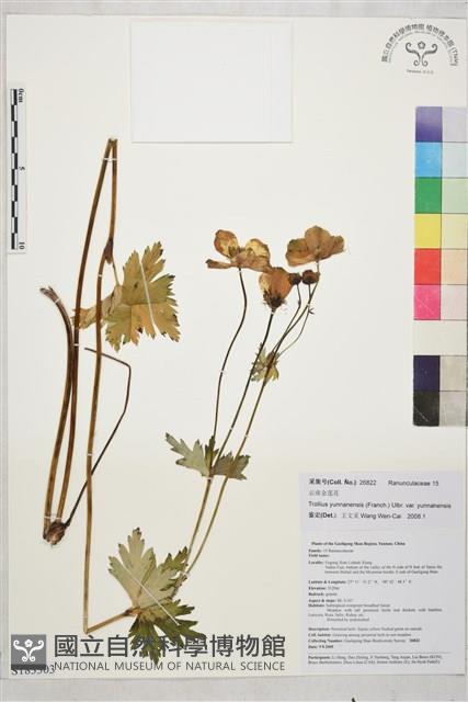 雲南金蓮花藏品圖，第1張