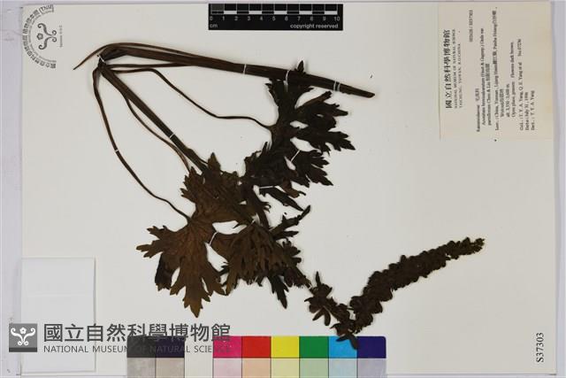 短距烏頭藏品圖，第1張