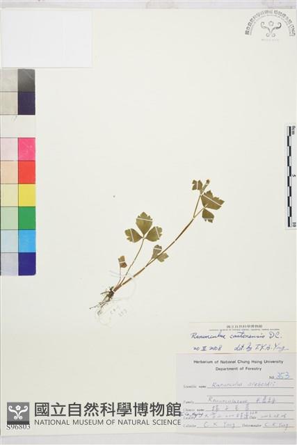 水辣菜、禺毛茛藏品圖，第1張