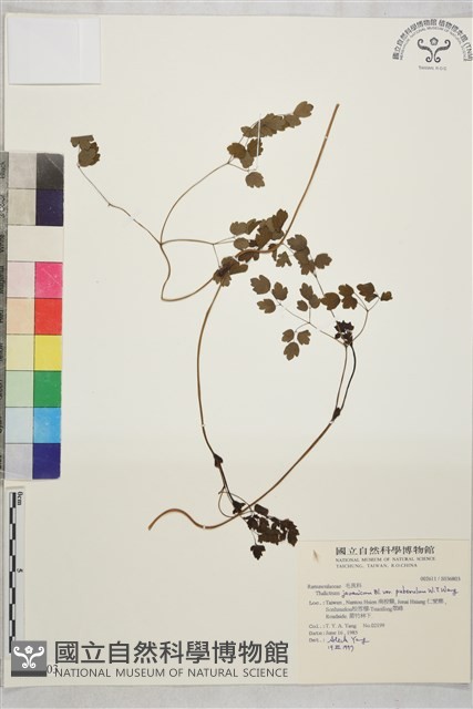 微毛爪哇唐松草藏品圖，第1張