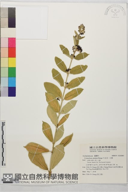 牛皮消、白薇藏品圖，第1張