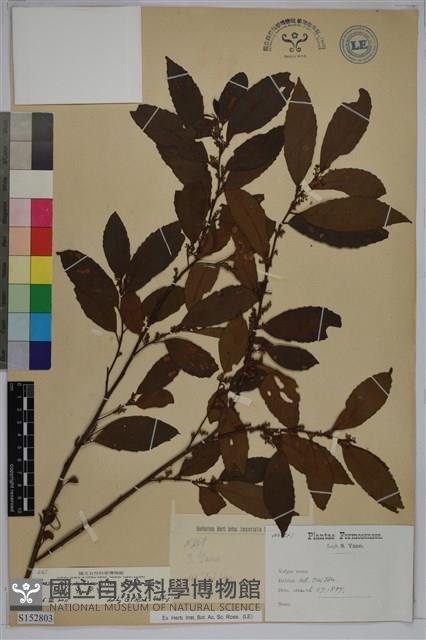 台灣山桂花藏品圖，第1張