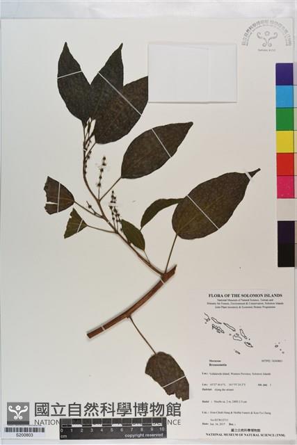 登錄號:S200803藏品圖，第1張