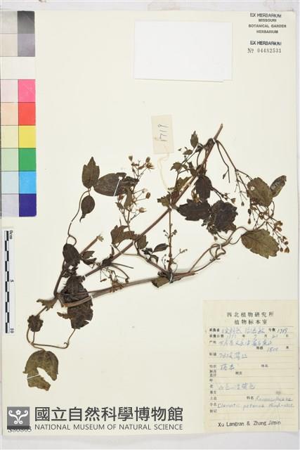 鈍萼鐵線蓮藏品圖，第1張