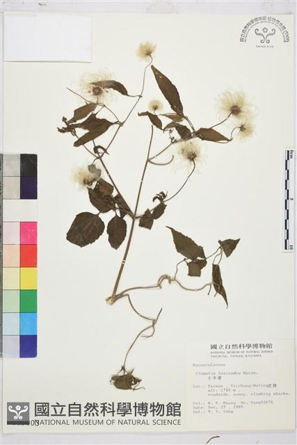 小木通藏品圖，第2張