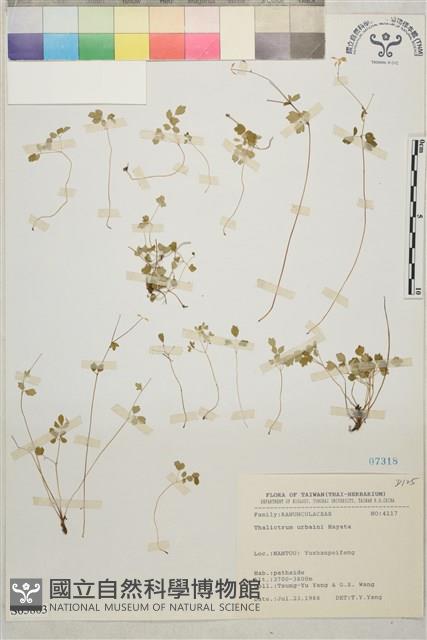 傅氏唐松草藏品圖，第1張