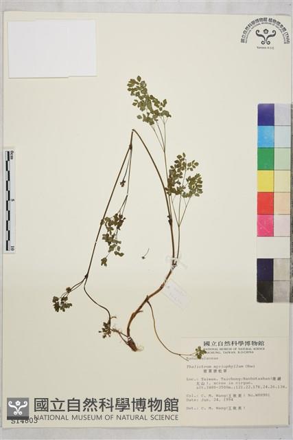 密葉唐松草藏品圖，第1張