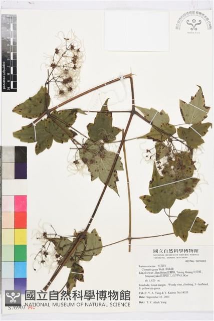 串鼻龍藏品圖，第1張